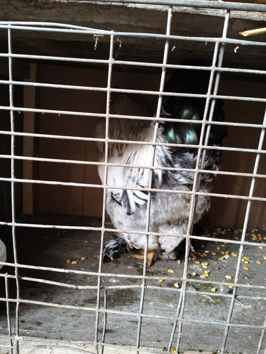 Vând / schimb cocoș brahma