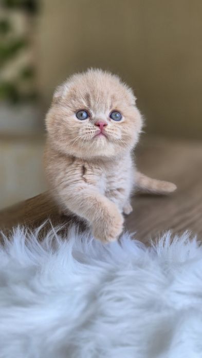 Продаются скоттиш фолд