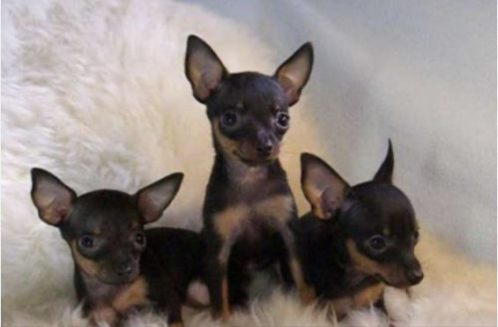 Русский той терьер