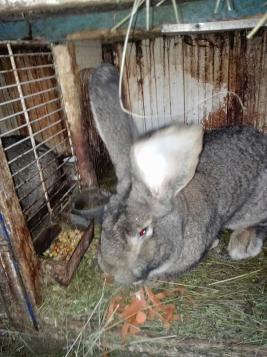 Vand iepuri urias german.