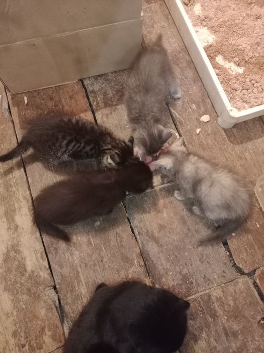 Котята маленькие