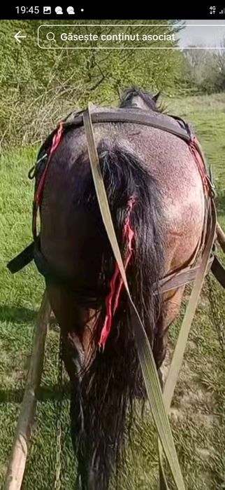 Vând iapa  sau la schimb