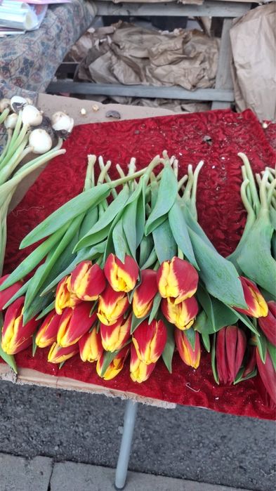 Тюльпан оптом Алматы.