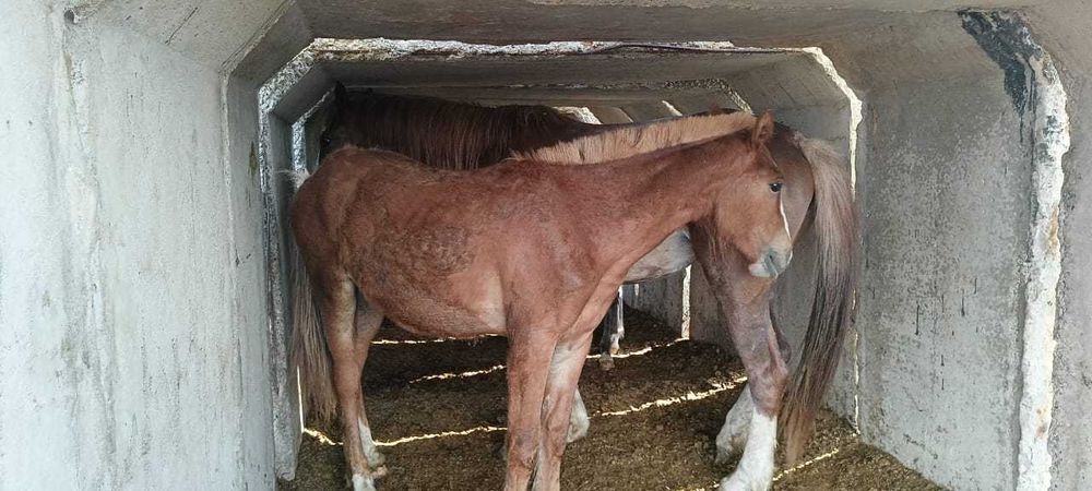 Тяжеловоз тай сатамын