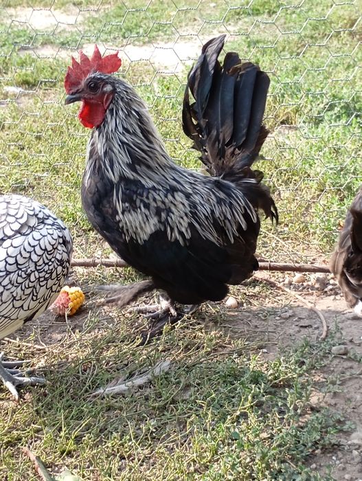 De vânzare cocoși chabo