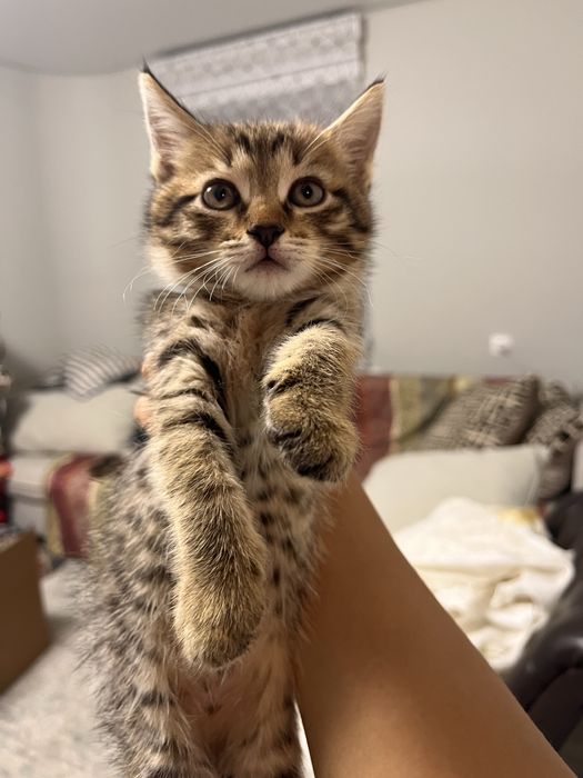 Отдам милых котят в добрые руки!