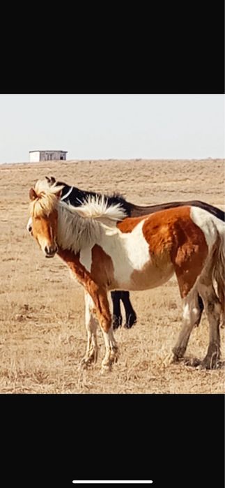 Тай байталдар сатылады.