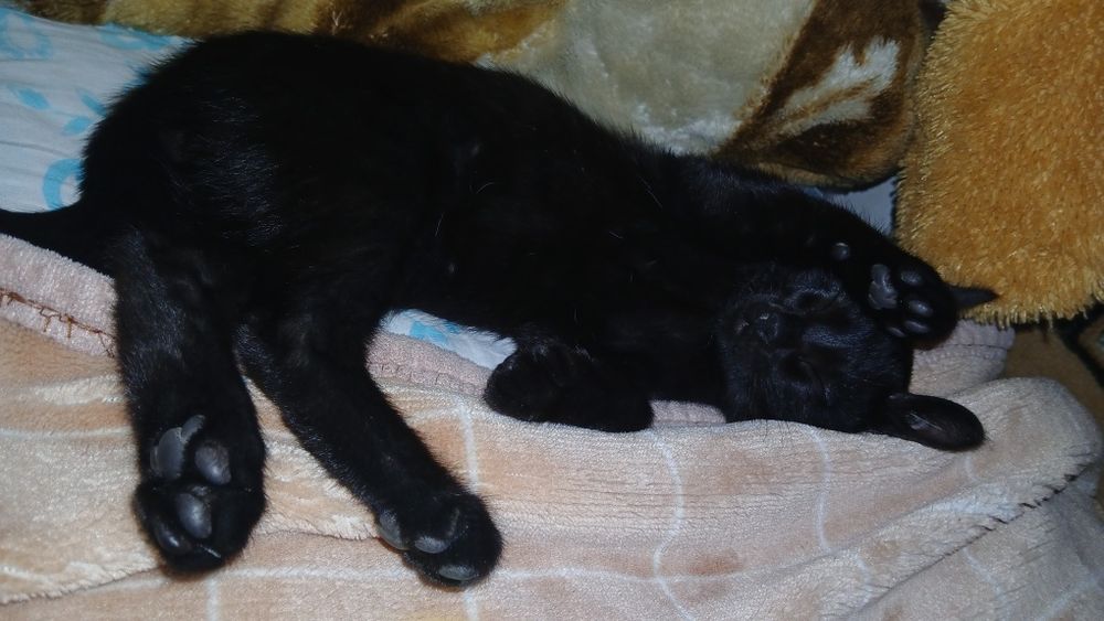 Отдам даром  домашний кот