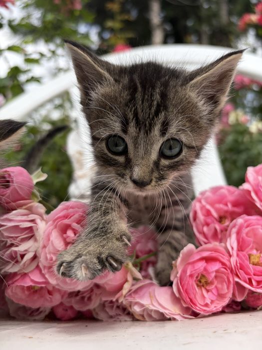 отдаем чудесных котят