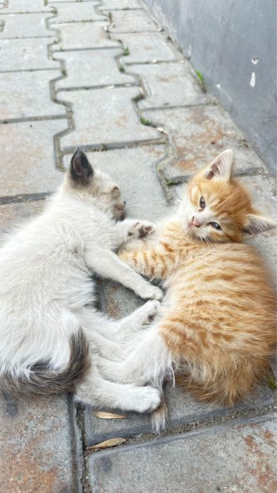 Отдам котят в хорошие руки