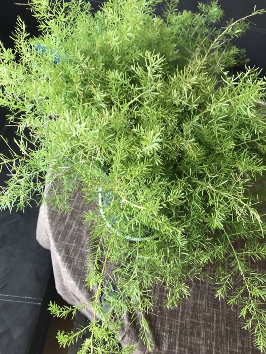 Цвете Аспарагус зелено