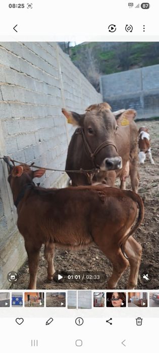 Корова с теленком