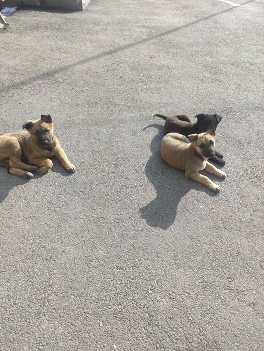 Щенята.  малинуа