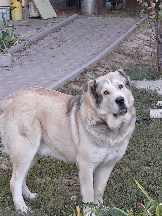 Кабель  ищет  подругу