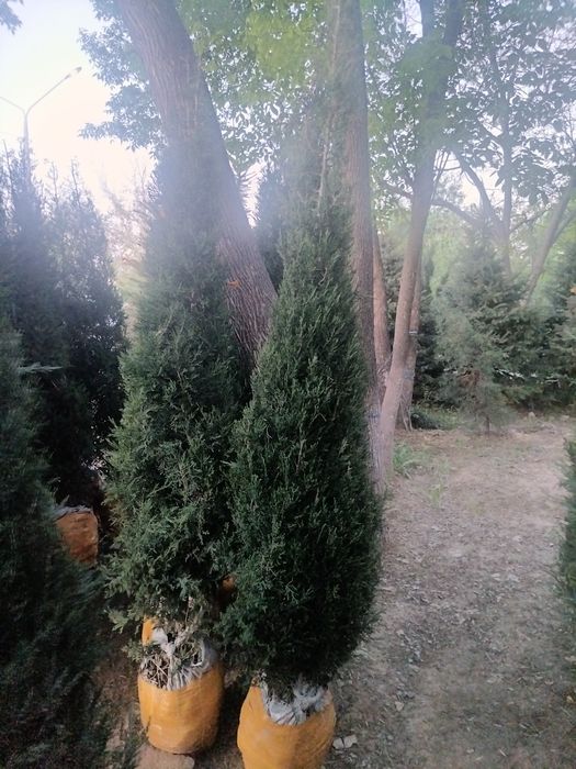 MAJVINNIK 2.5 metr