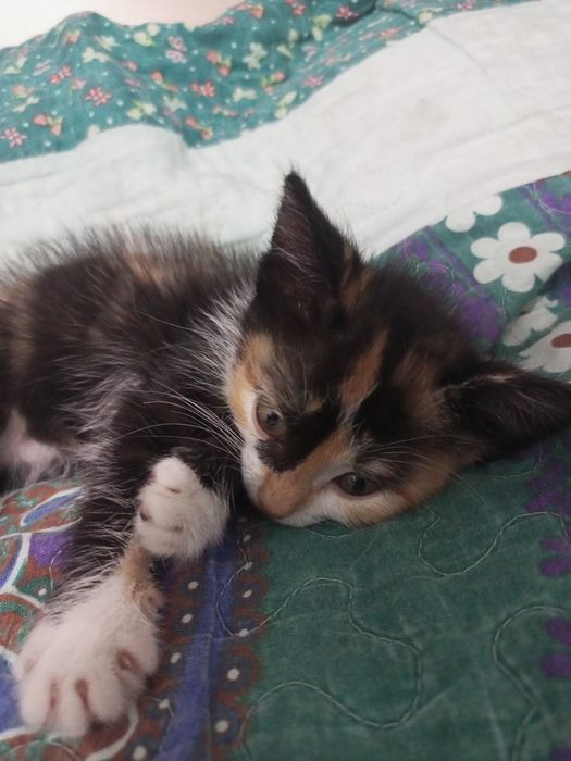 Котенок домашний за  999
