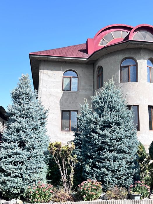 Голубая Канадская Ель