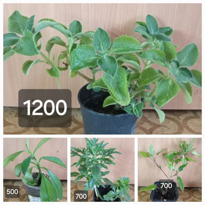 комнатные растения