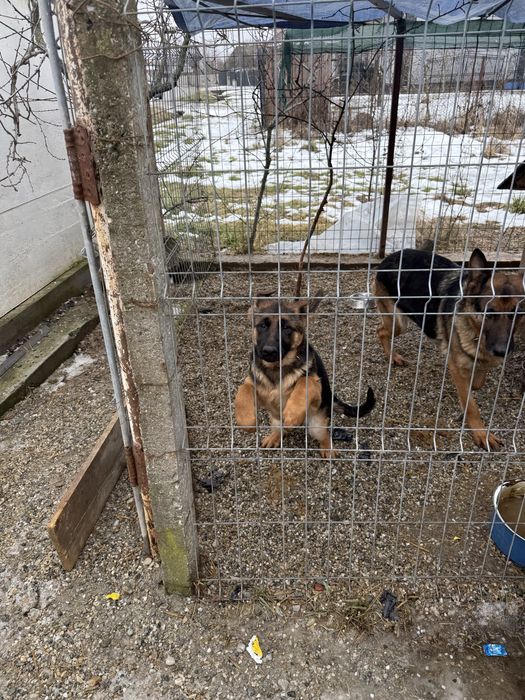 Vand pui Ciobanesc German