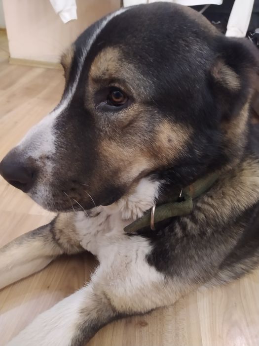 Вязка САО кобель