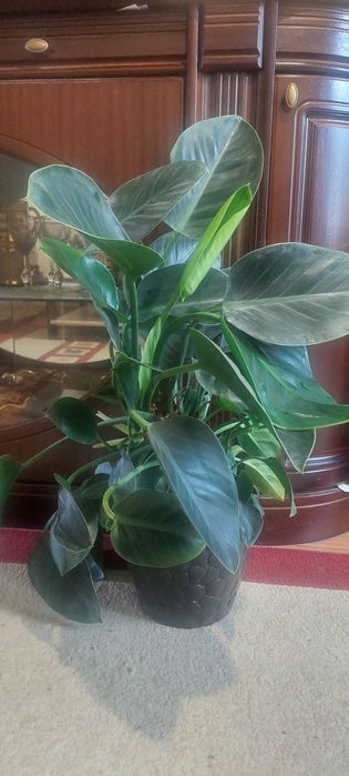 Продам филодендрон Империал Грин