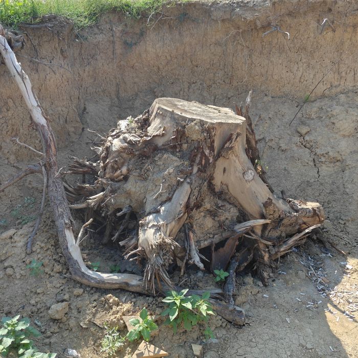 Radacina de nuc de vanzare