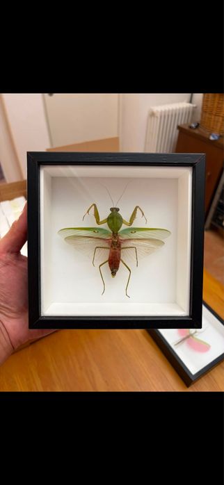 Rare Praying Mantis Butterfly Framed Insect Art Cadou Inedit Fluture Mantis Rama Decor Exotic 90 Euro Praying Mantis Butterfly Framed Art entomologice