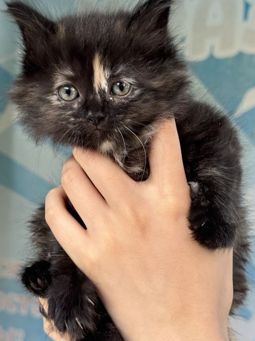 Срочно отдам котенка в добрые руки