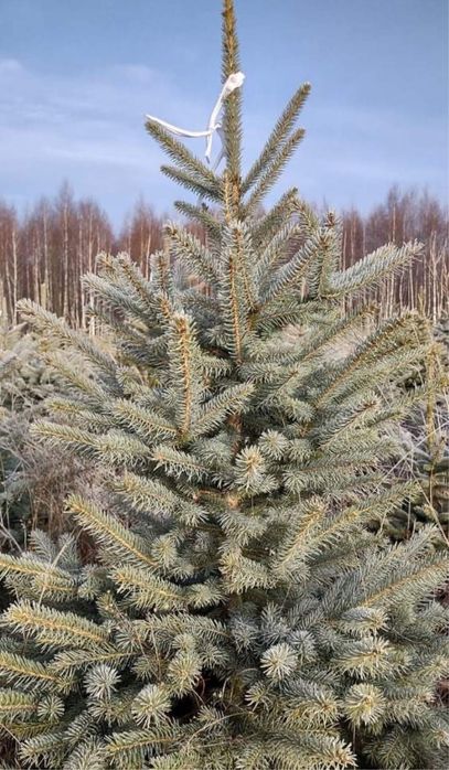 Brad Verde , Pentru craciun la oferta