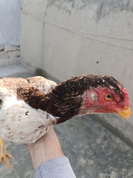 Dakan tovuq sotiladi