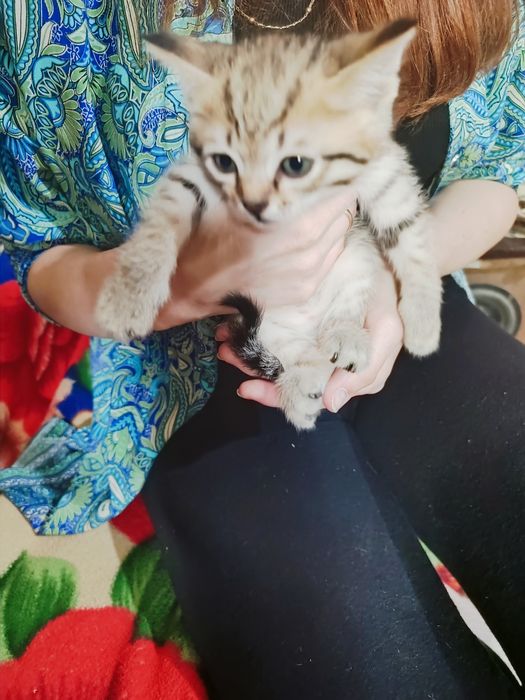 Котята в добрые руки