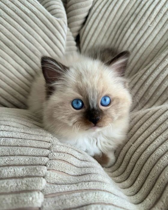 Ragdoll puiut frumos