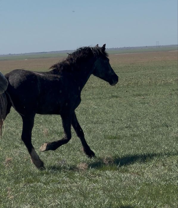 Кобыла 2 летка не жеребая