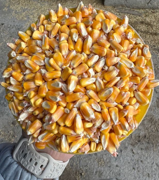 кукуруза сухая в мешках