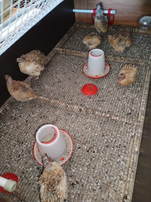 Продаётся клетка для перепелов.