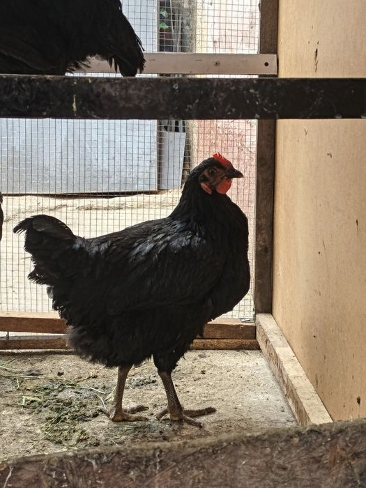 Gigant qora shaxzoda