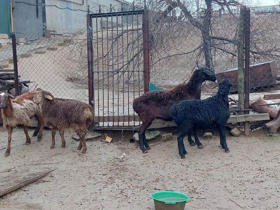 Жас ірі денелі қисары қозылы қойлар сатылады