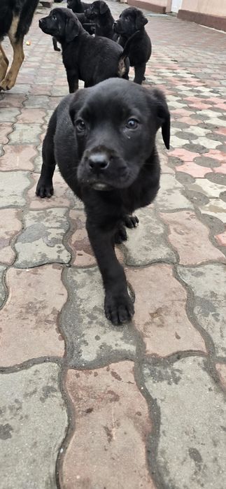 Donez pui cane corso fetite