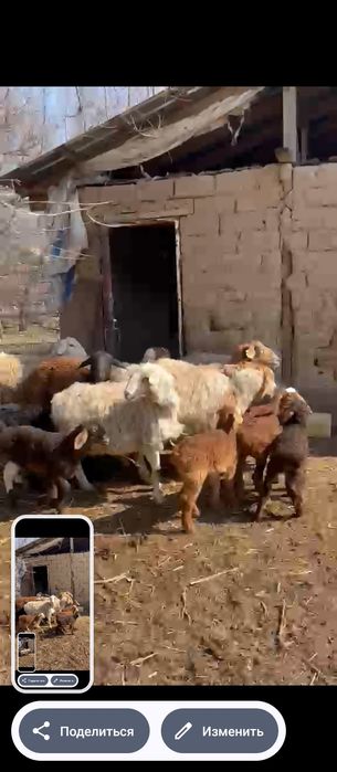 Продам баран с ягнятами