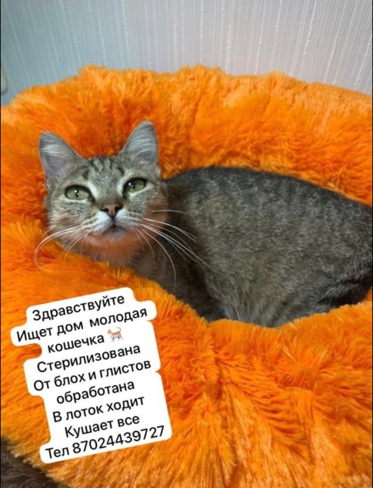 Молодая стерелизованная кошечка ищет дом