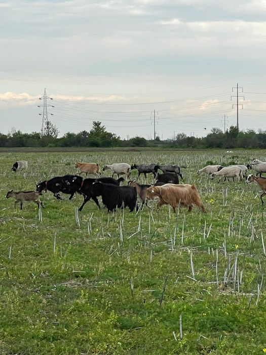 Vand 5 capre  grase bune pentru sacrificare sau de tinut