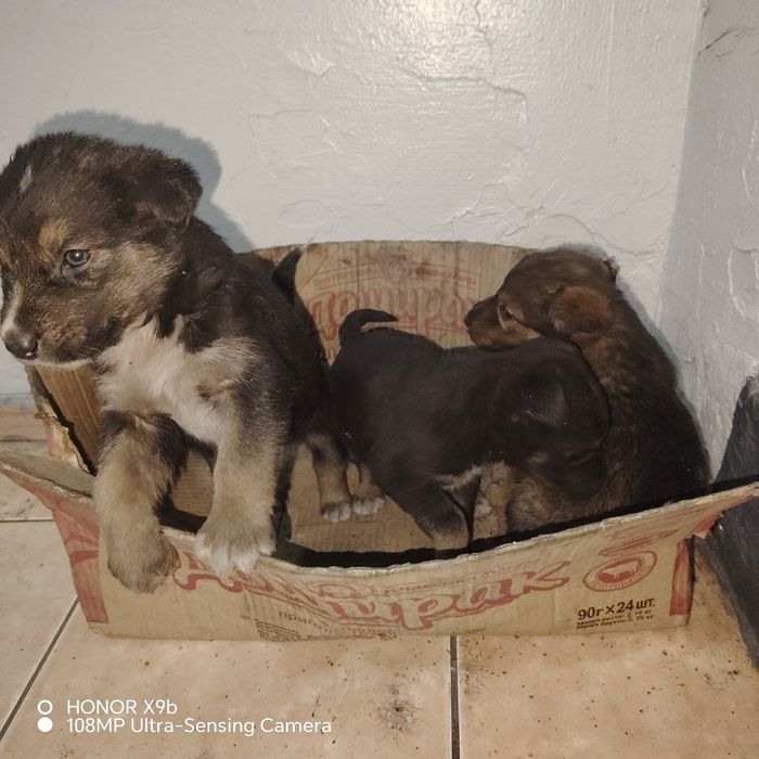 отдам щенят в добрые руки