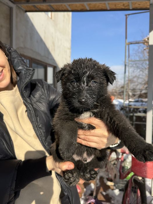 Отдам щенят дворняжки