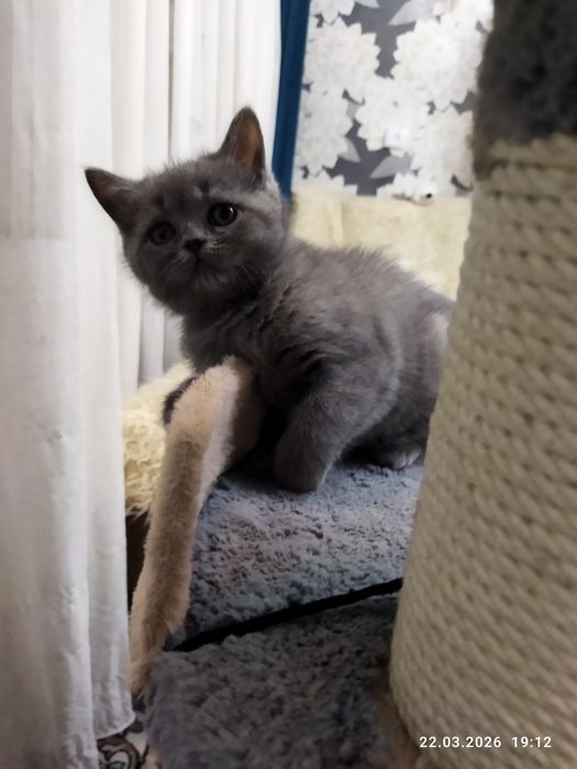 Продается шотландский котёнок