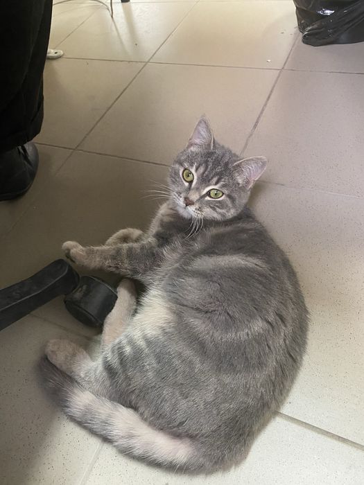 Котик в добрые руки