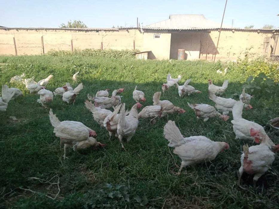Продам домашних куриц