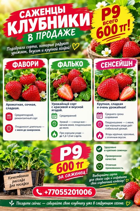 Саженцы клубники