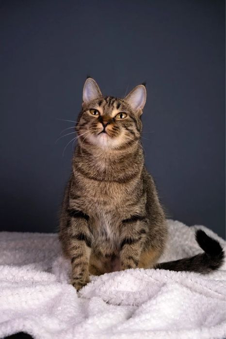 Кошечка девочка ищет дом