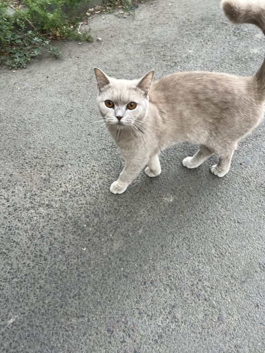 Котик породистый