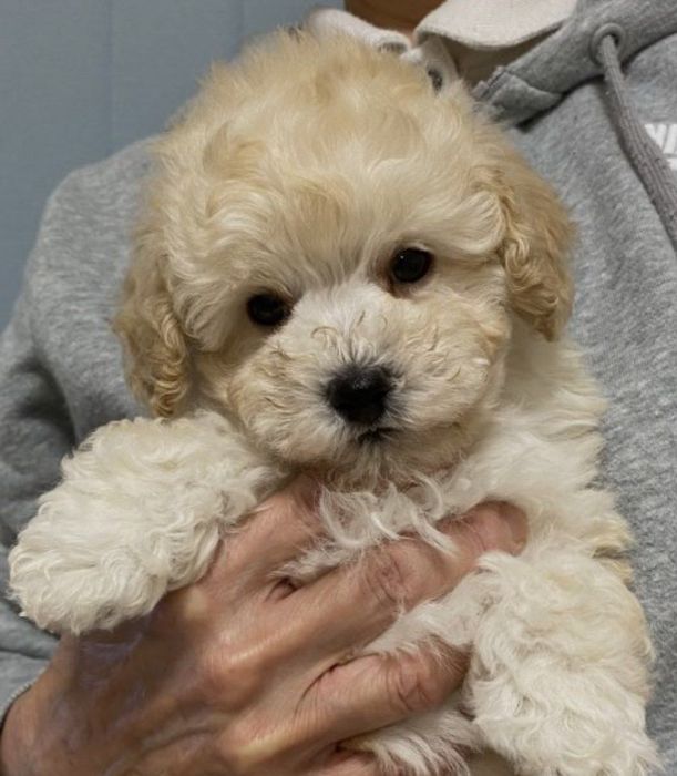 Мальтипу Ф_2 есть девочки и мальчики